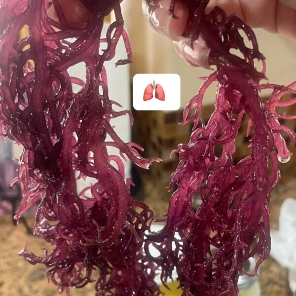 GOLD Sea Moss (Ginger and Lime) - Image 6